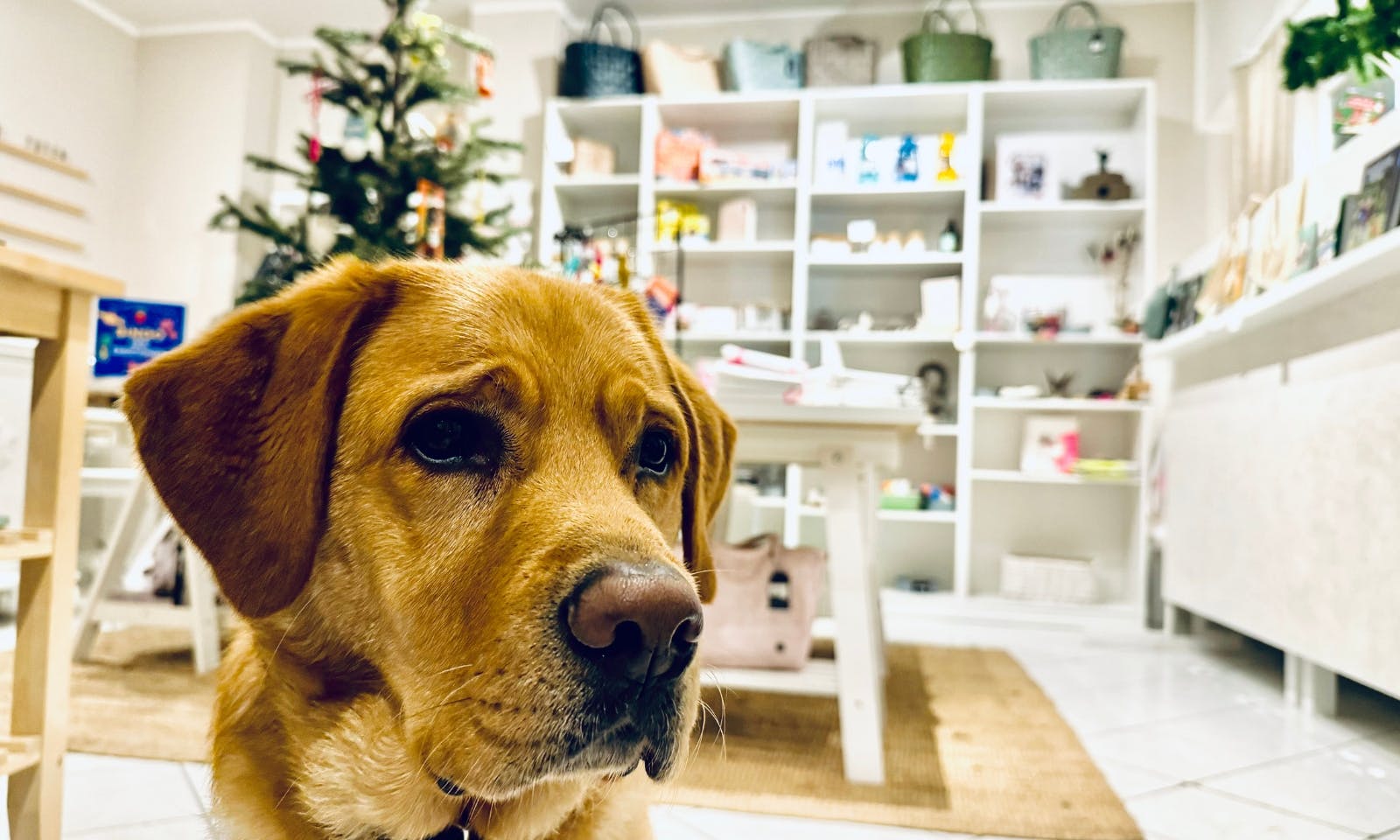 Hundeboutique mit Second Hand Artikeln