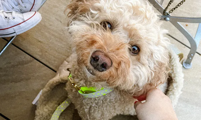 Nachhaltiges Hundehalsband und Hundeleine von Hundeklunker