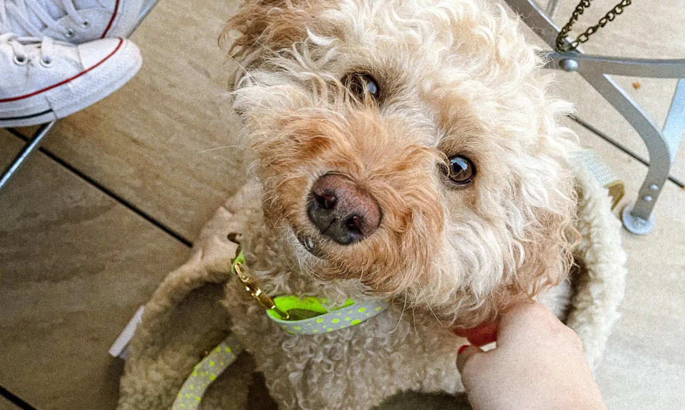gelbes veganes Hundehalsband von Hundeklunker