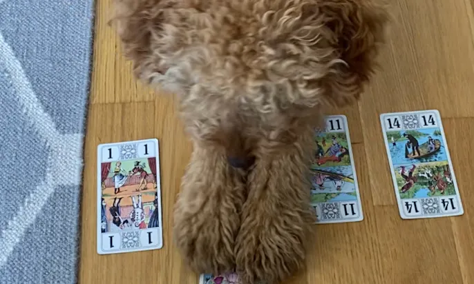 Trickhund Goldendoodle