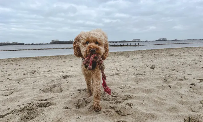 Veere Bastionstrand mit Hund