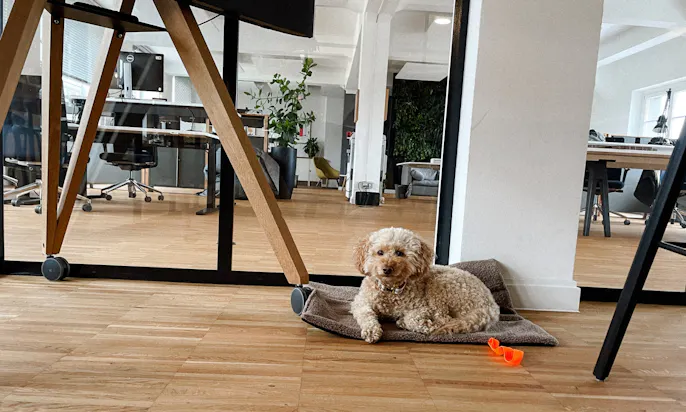 Hund liegt auf Teddydecke im Büro
