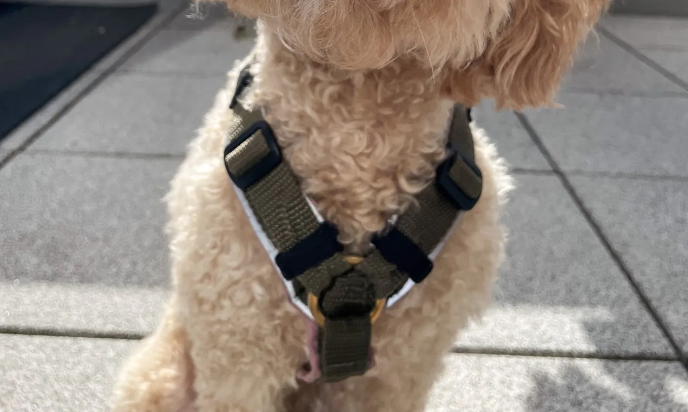 Y-Hundegeschirr