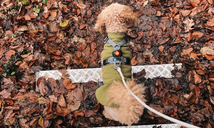 Anny-X Hundegeschirr für Mini Goldendoodle