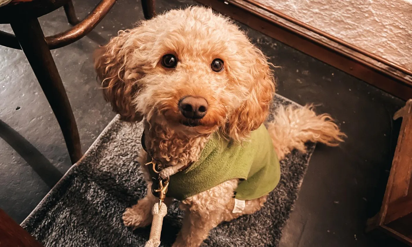 hundefreundliche Restaurants an der Mosel