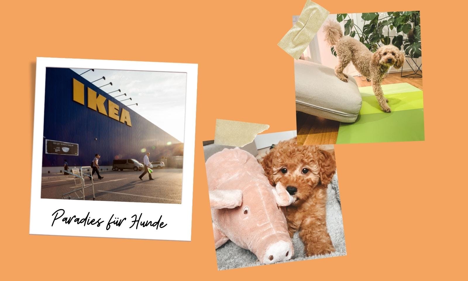Zweckentfremdet für den Hund: 15 IKEA-Produkte fürs Hundetraining