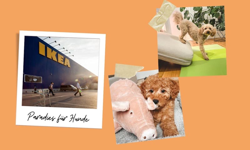 Zweckentfremdet fÃ¼r den Hund: 15 IKEA-Produkte fÃ¼rs Hundetraining