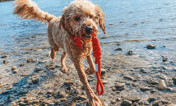 Hunde badet zur Abkühlung