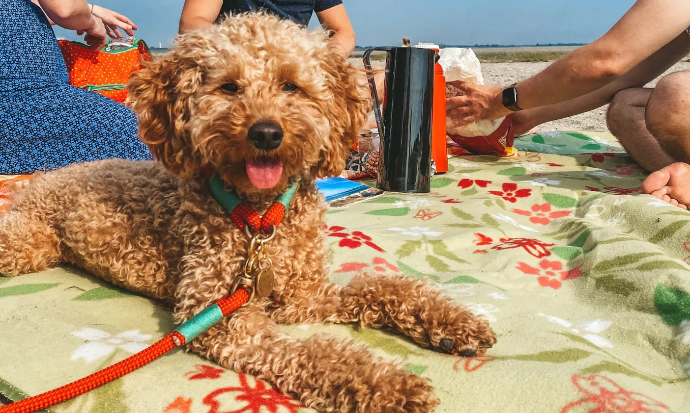 Hundestrand Hooksiel in Ostfriesland