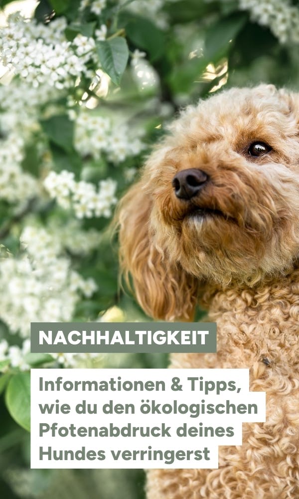 Informationen & Tipps, wie du den ökologischen Pfotenabdruck deines Hundes verringerst
