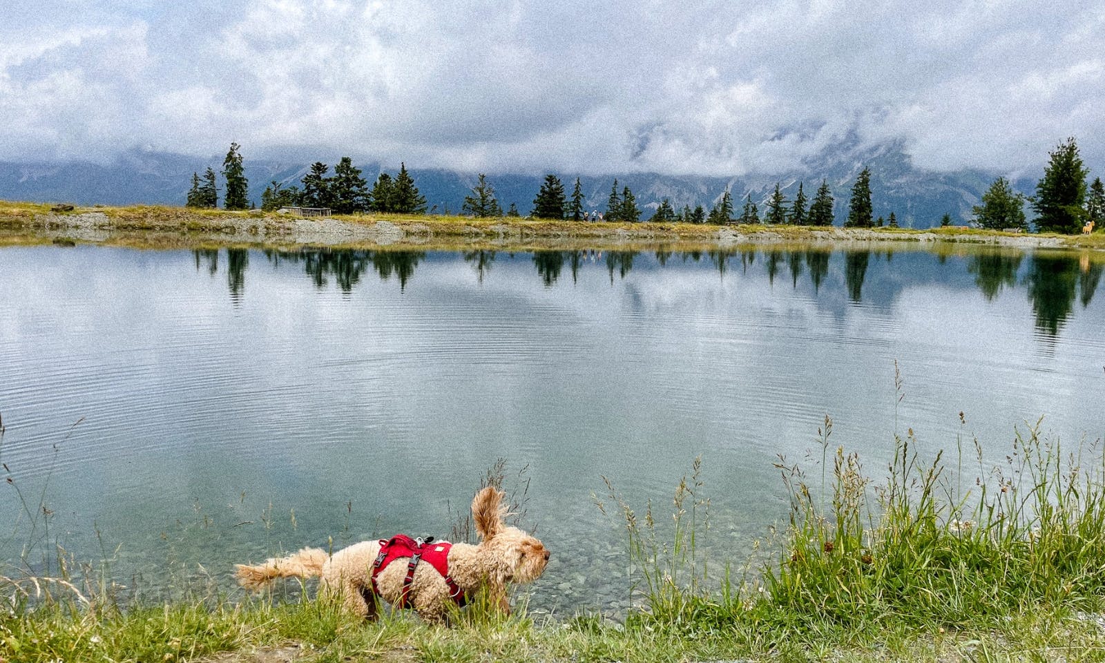 Hund badet im Astbergsee in Tirol am Wilden Kaiser