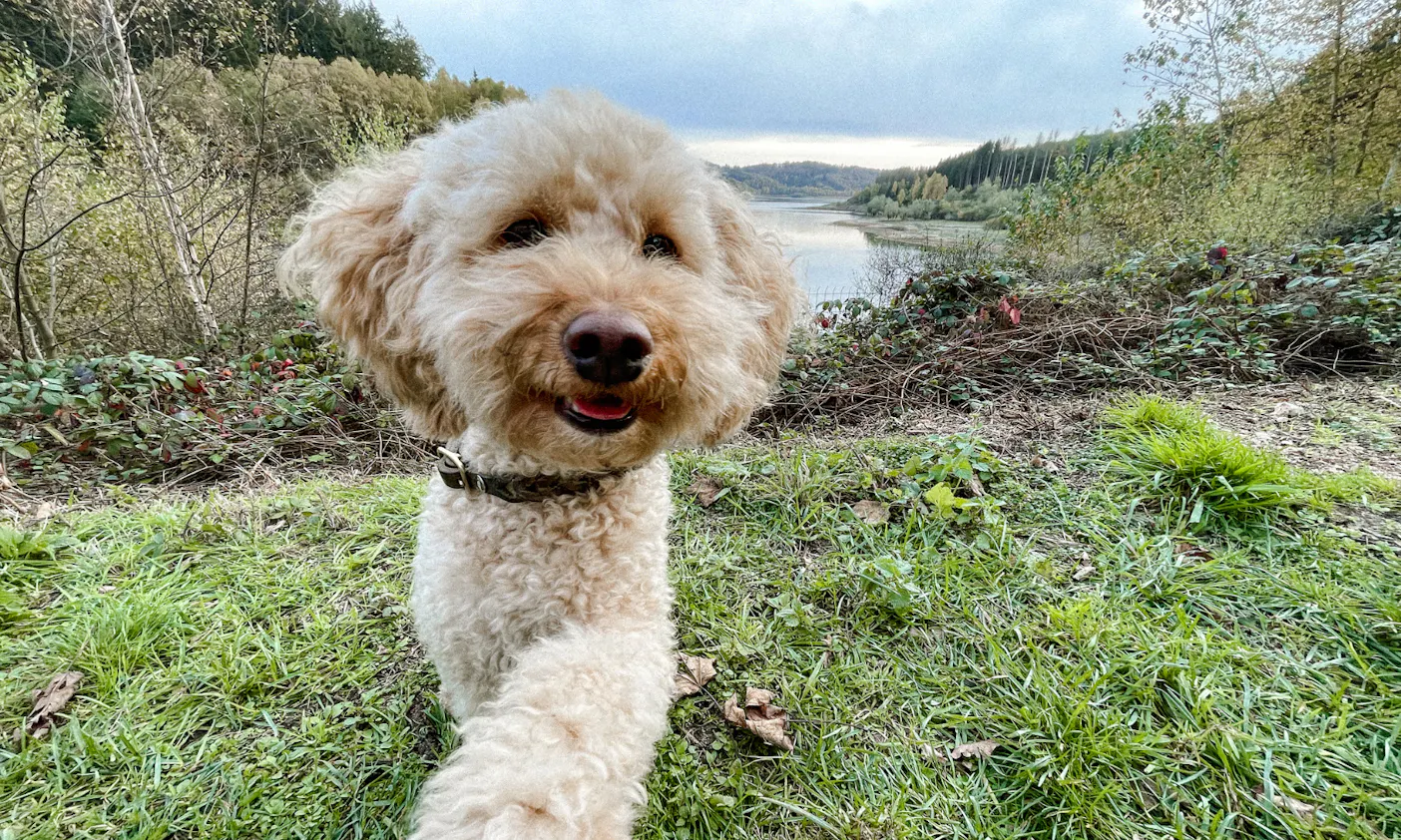 Goldendoodle Java wandert im Bergischen Land