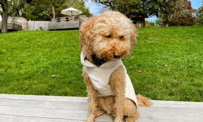 Mini Goldendoodle nach dem Baden im Hundebademantel Cosy Shirt von Goldhund aus Düsseldorf