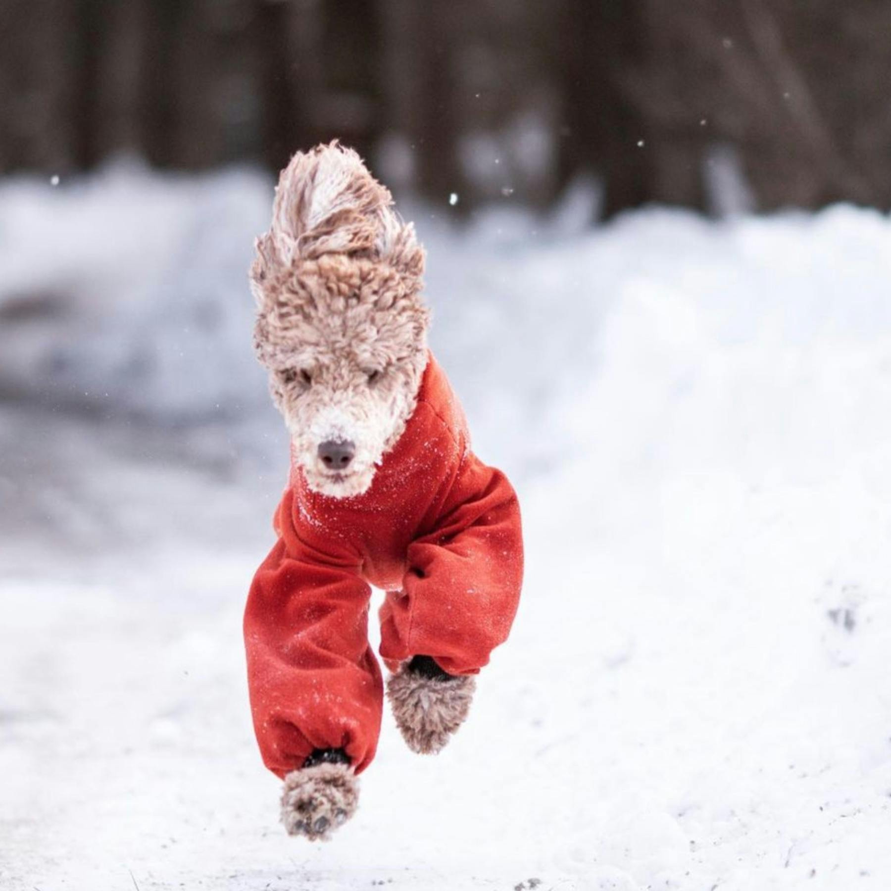 Braucht dein Hund einen Wintermantel? Mach den Test!