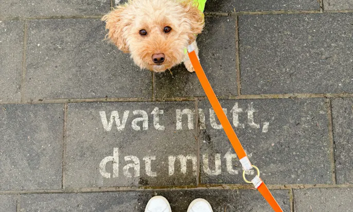 Spaziergang auf der Deichkrone Büsum mit Hund