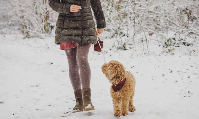 Cavapoohündin - Fräulein Lotti