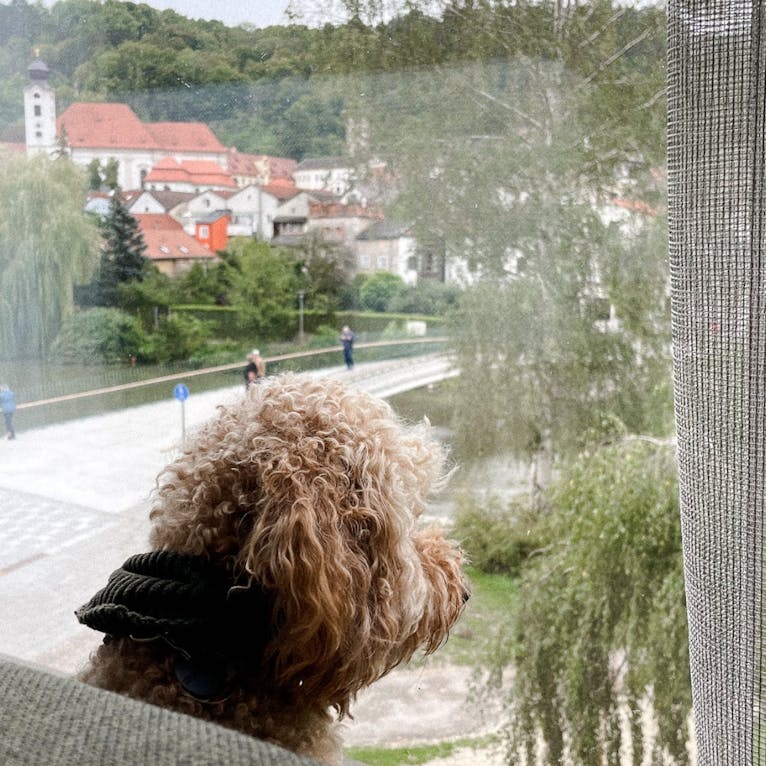 IBB Hotel Altmühltal-Eichstätt mit Hund