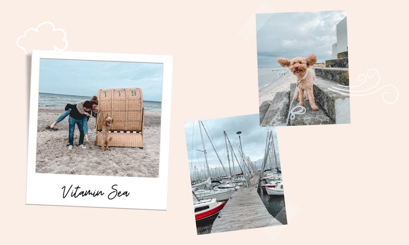 Urlaub mit Hund in Heiligenhafen