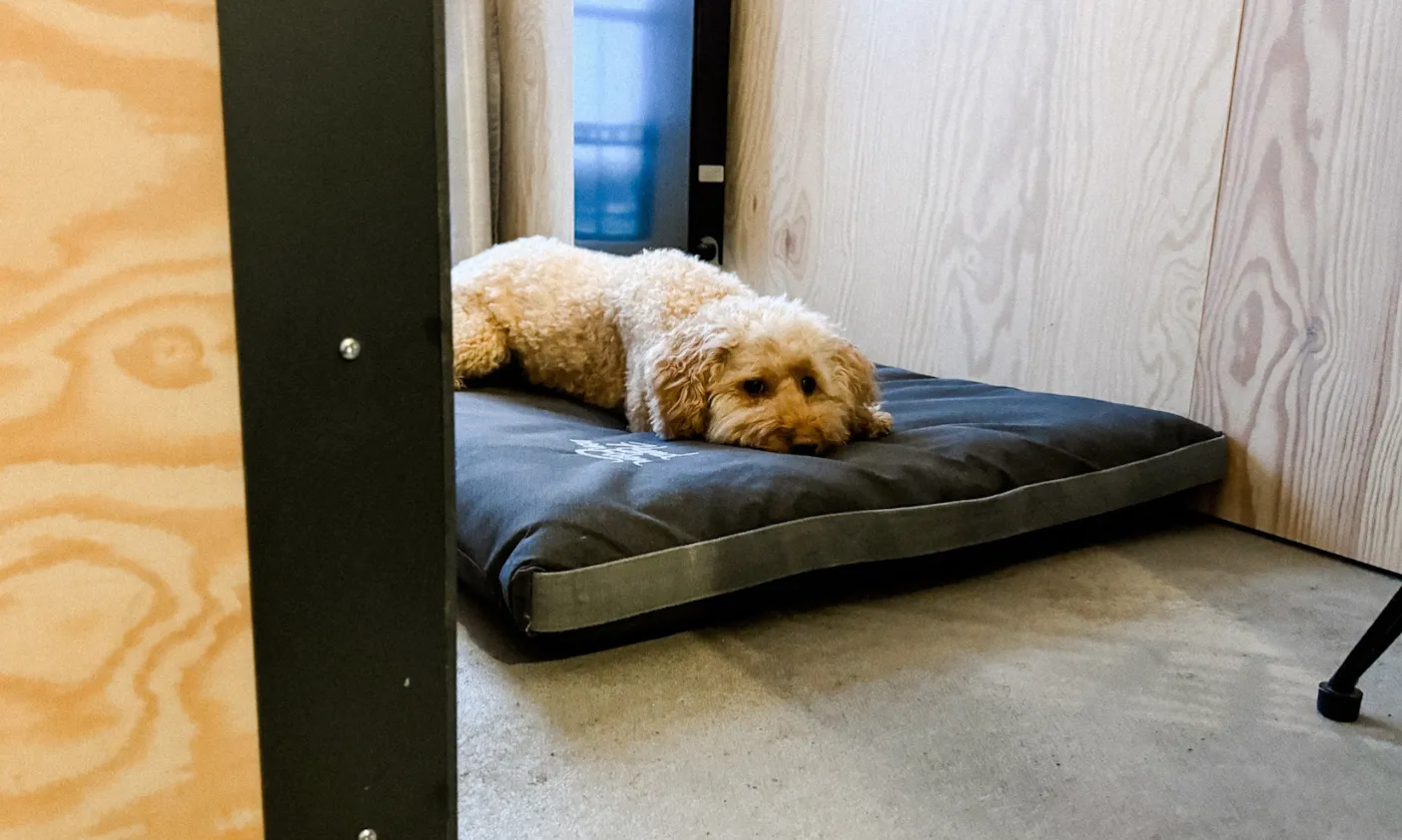 Hund liegt auf einem Hundekörbchen von Cloud7