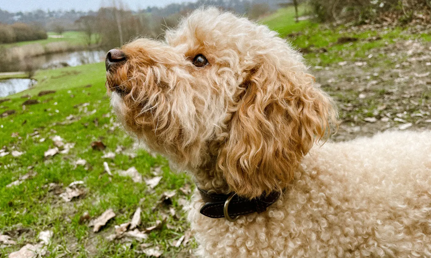 Hundehalsband aus Apfelleder von Project Blu