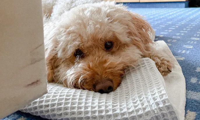 Welcome Hotel Wesel mit Hund