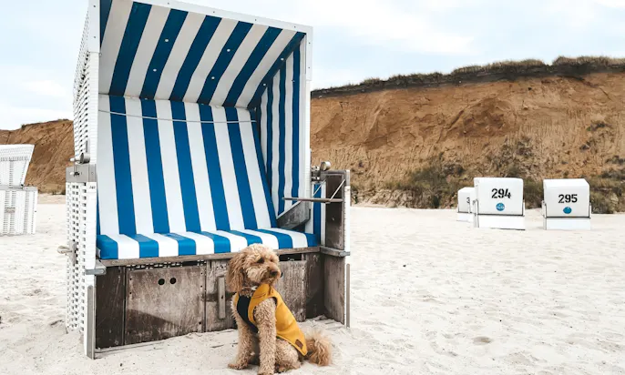 Pudel mit gelben Regenmantel von Goldhund auf Sylt