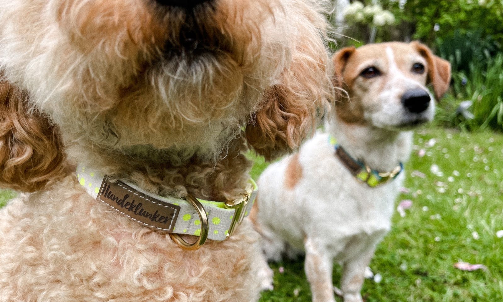 Hundeklunker Halsband für Hunde