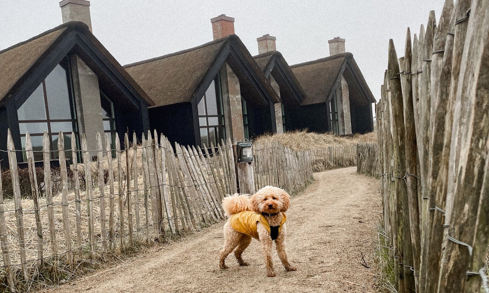 Goldendoodle vor einem Ferienhaus in Blavand Dänemark