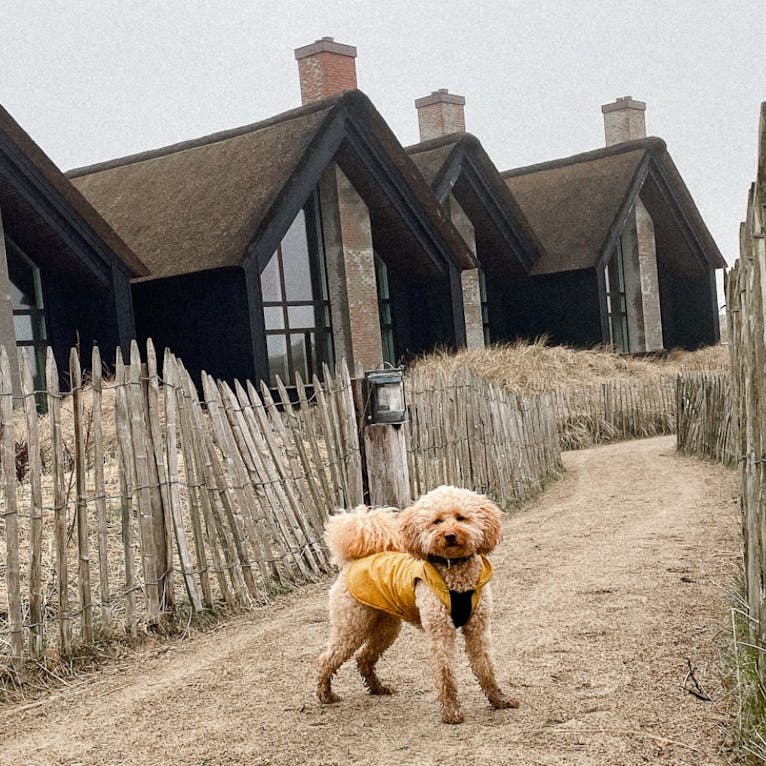 Hundeurlaub im Hvidbjerg Strand Feriepark Dänemark