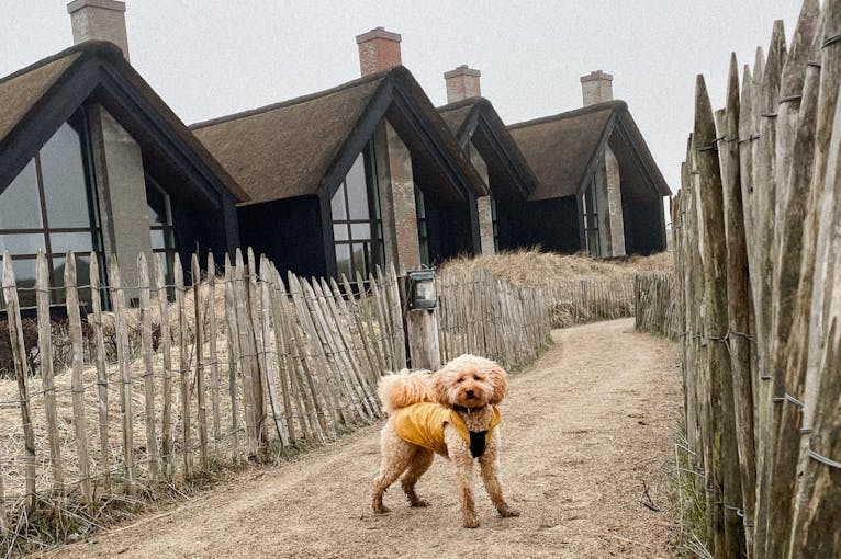 Hundeurlaub im Hvidbjerg Strand Feriepark Dänemark