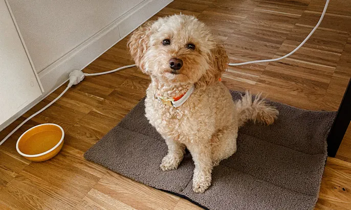 Hund sitzt auf Teddydecke im Büro