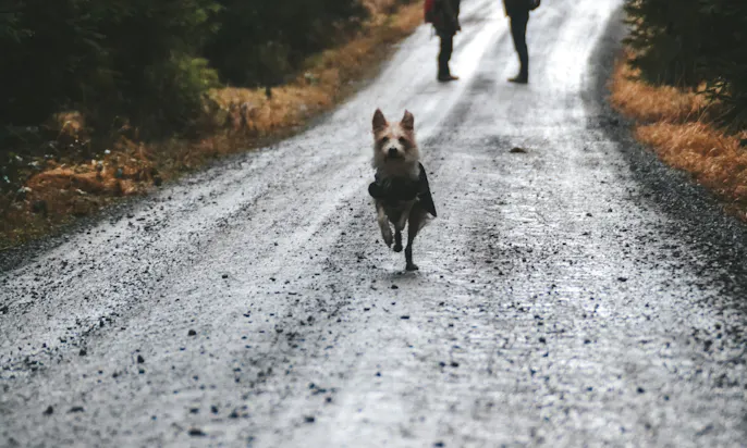Kromfohrländer Hündin mit schwarzem Wintermantel beim Wandern im Harz