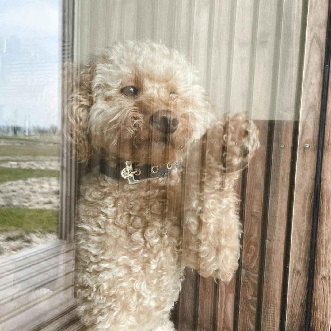 die schönsten Hundehalsbänder