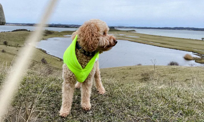 Wintermantel für Pudelmischlinge, maßangefertig in Neon-Fleece von Goldhund