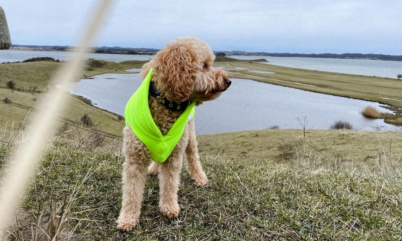 Hund steht von vor einem See