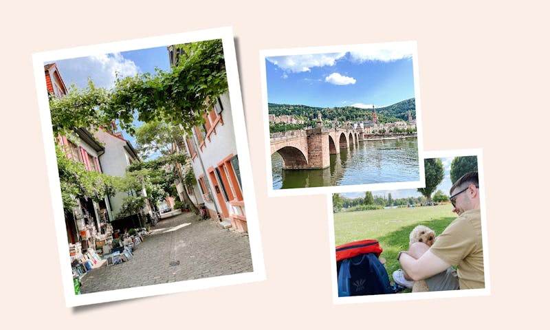 Heidelberg mit Hund erkunden: Tipps für ein schönes Wochenende