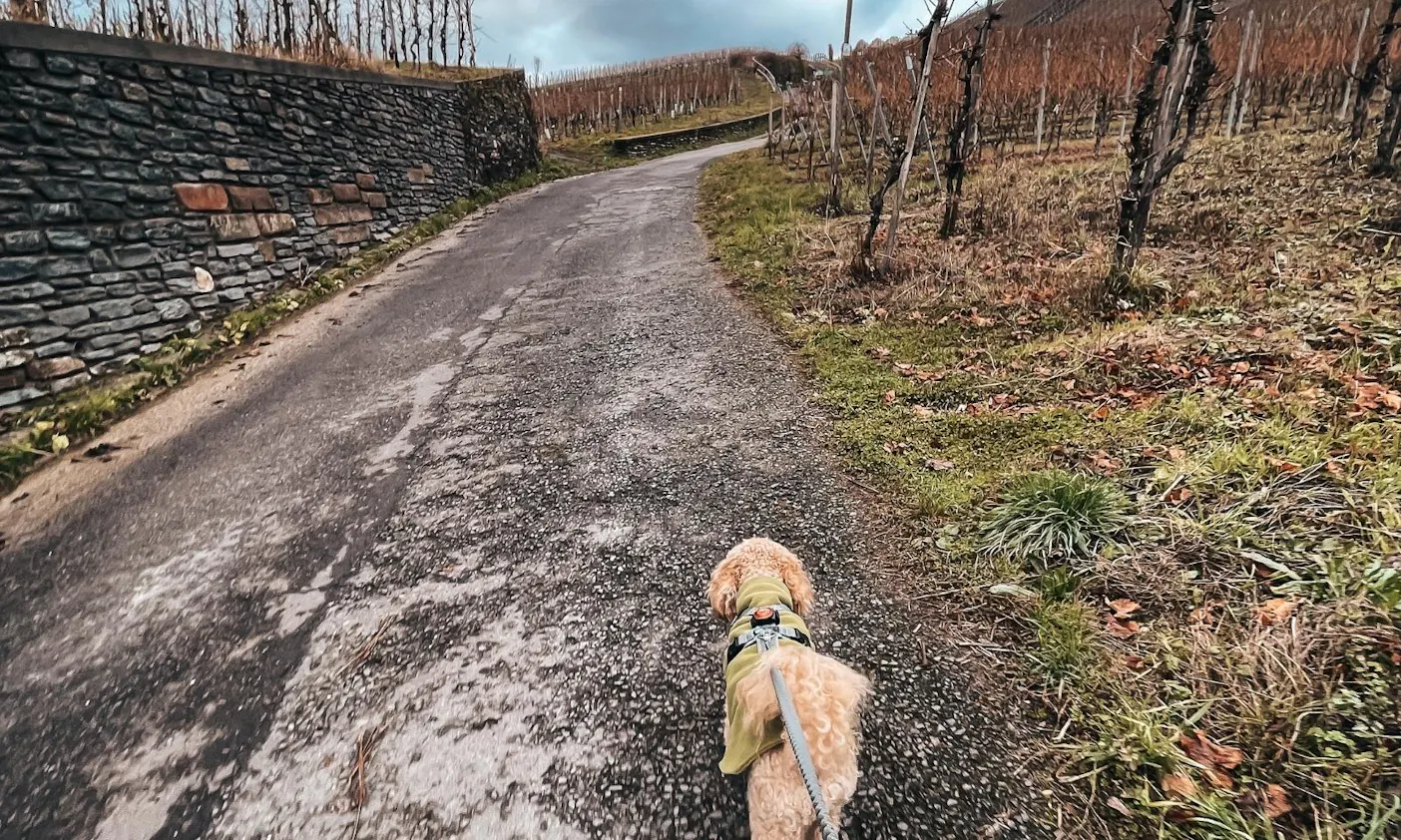 Wandern mit Hund an der Mosel: Von Traben-Trarbach bis nach Bernkastel-Kues
