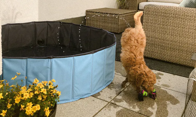Doodle gönnt sich eine Abkühlung im Hundepool