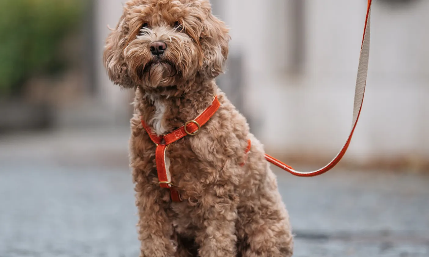 Doodle mit Hundegeschirr aus Wollfilz von Fräulein Lotti