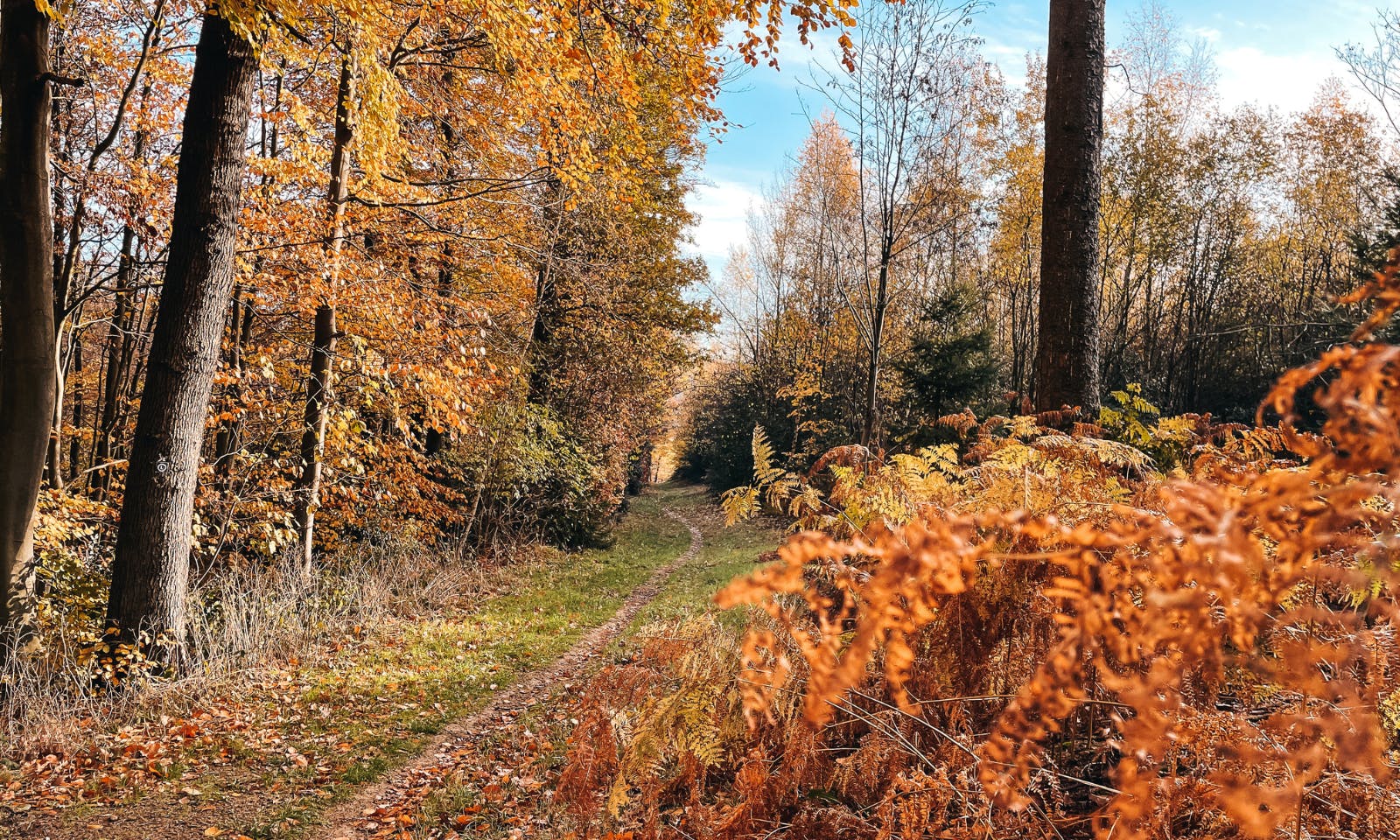 Bergischer Weg mit Hund von Velbert bis Düssel im Herbst