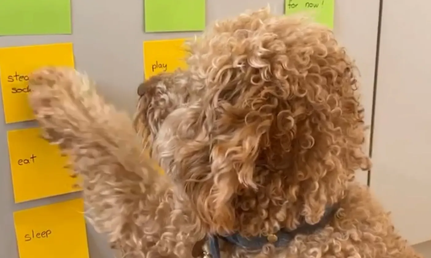 Goldendoodle macht Hundetricks