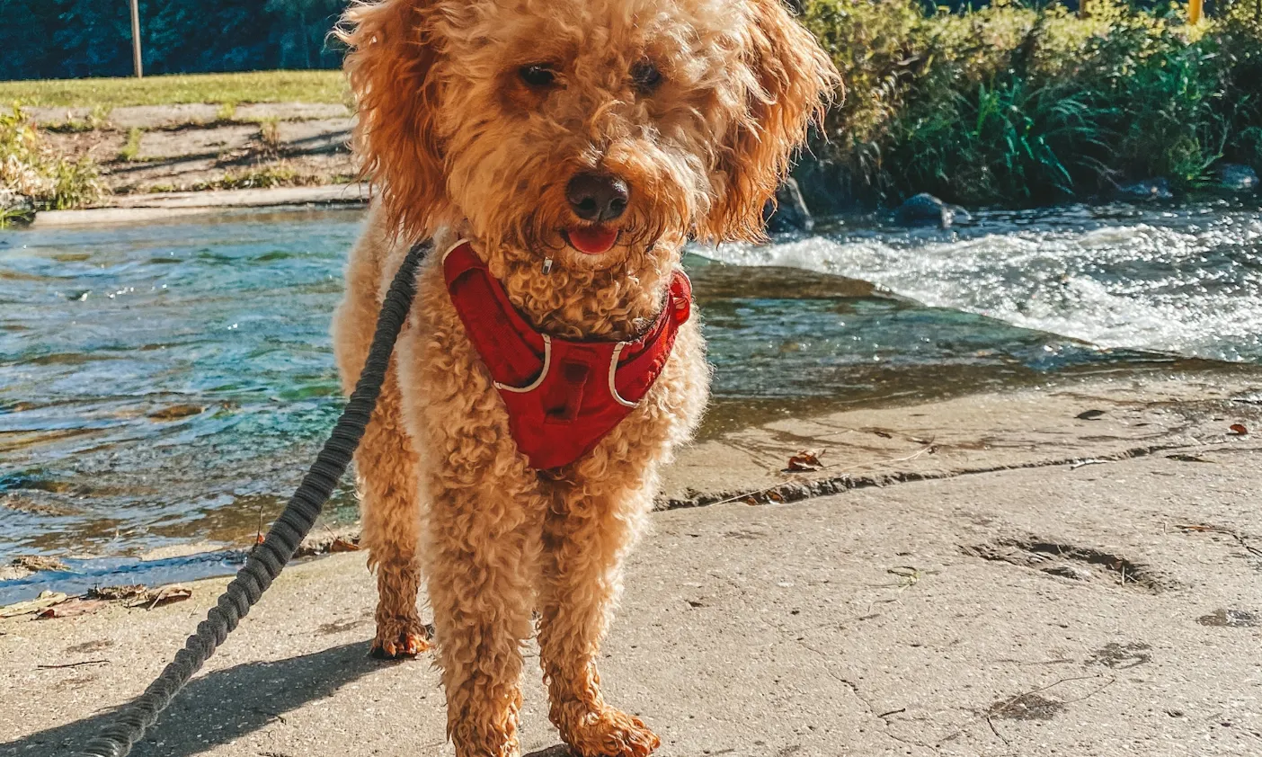 Goldendoodle auf der Wanderung