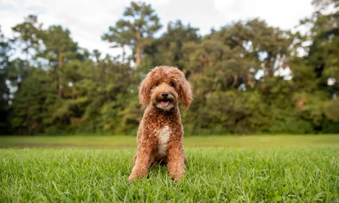 Roter Goldendoodle mit weißem Abzeichen