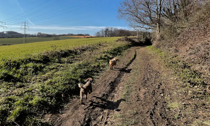 Zwergpudel und Goldendoodle