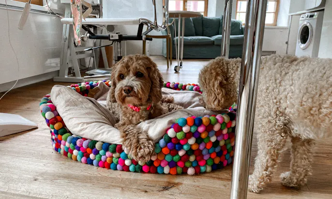 Cavapoo Lotti mit Mini Goldendoodle Hündin Java im Atelier von Fräulein Lotti