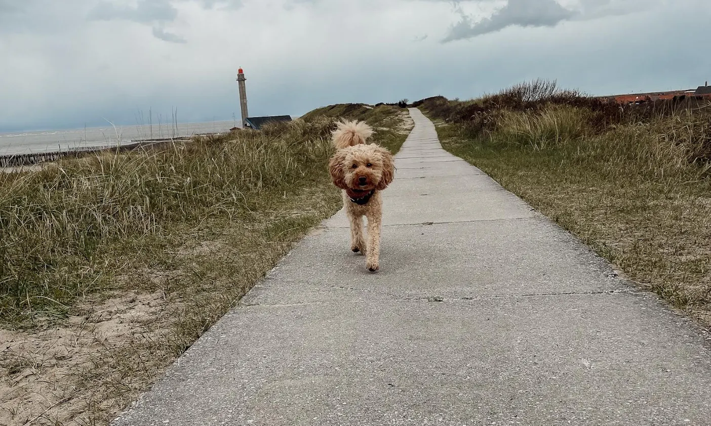 Dünenweg in Westkapelle, Zeeland