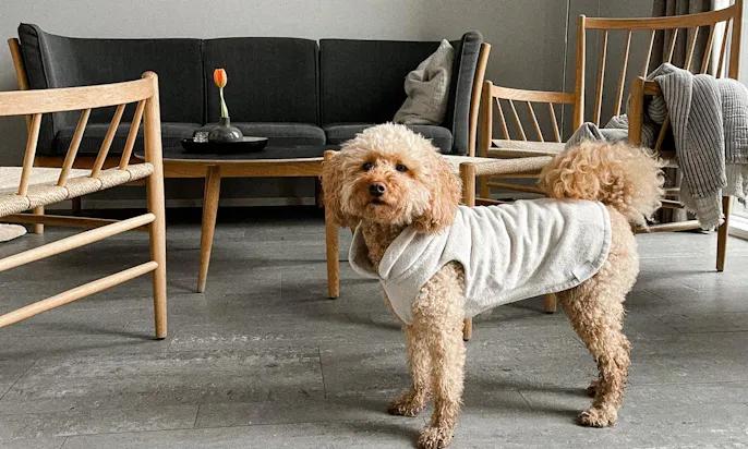 Nasser Pudel mit Hundebademantel von Goldhund