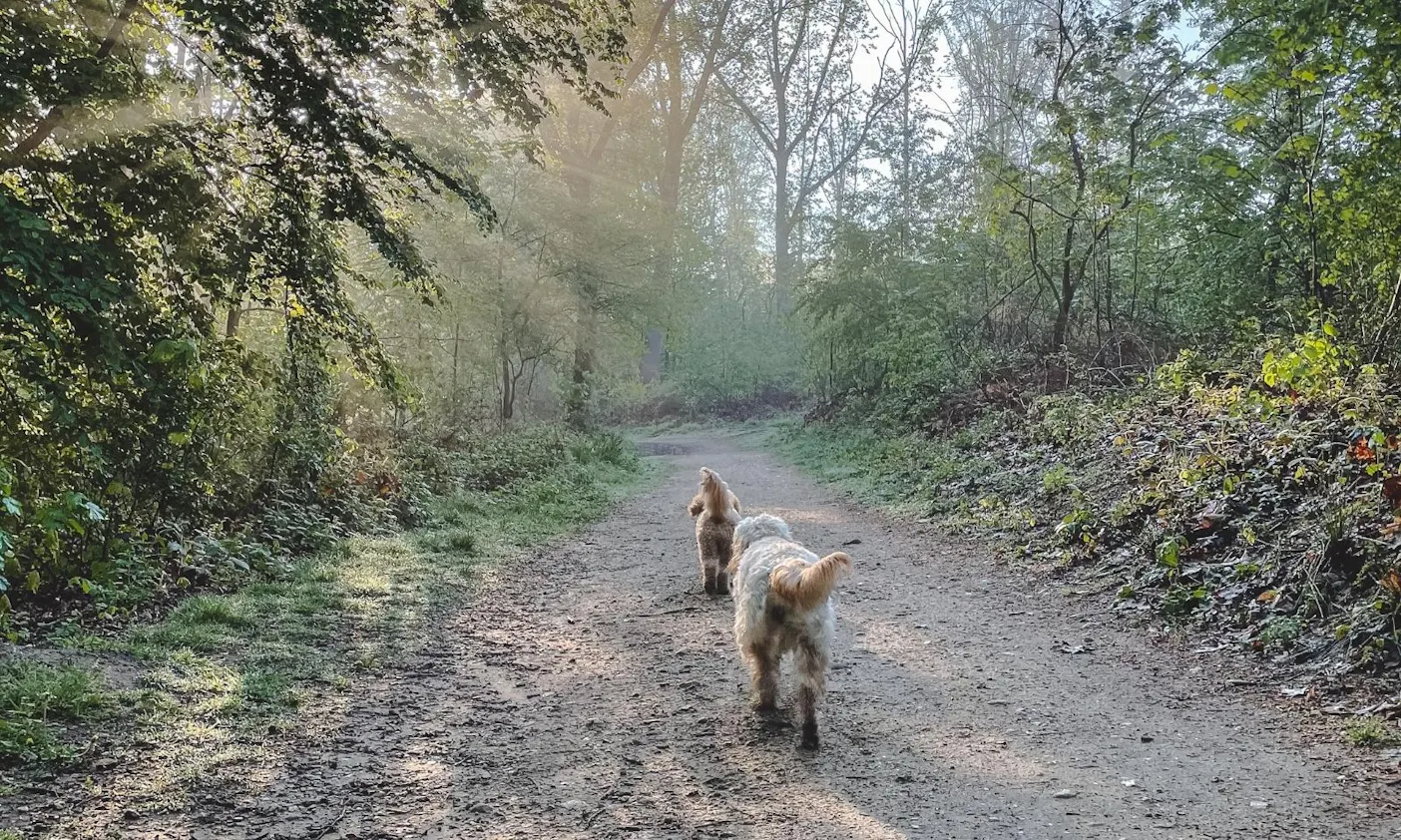 Gassi-Date mit einem Hunde