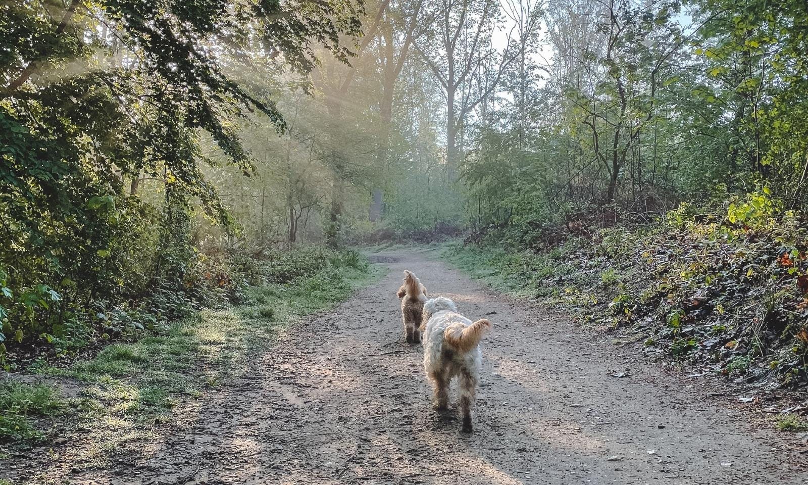 Grafenberger Wald mit Hund