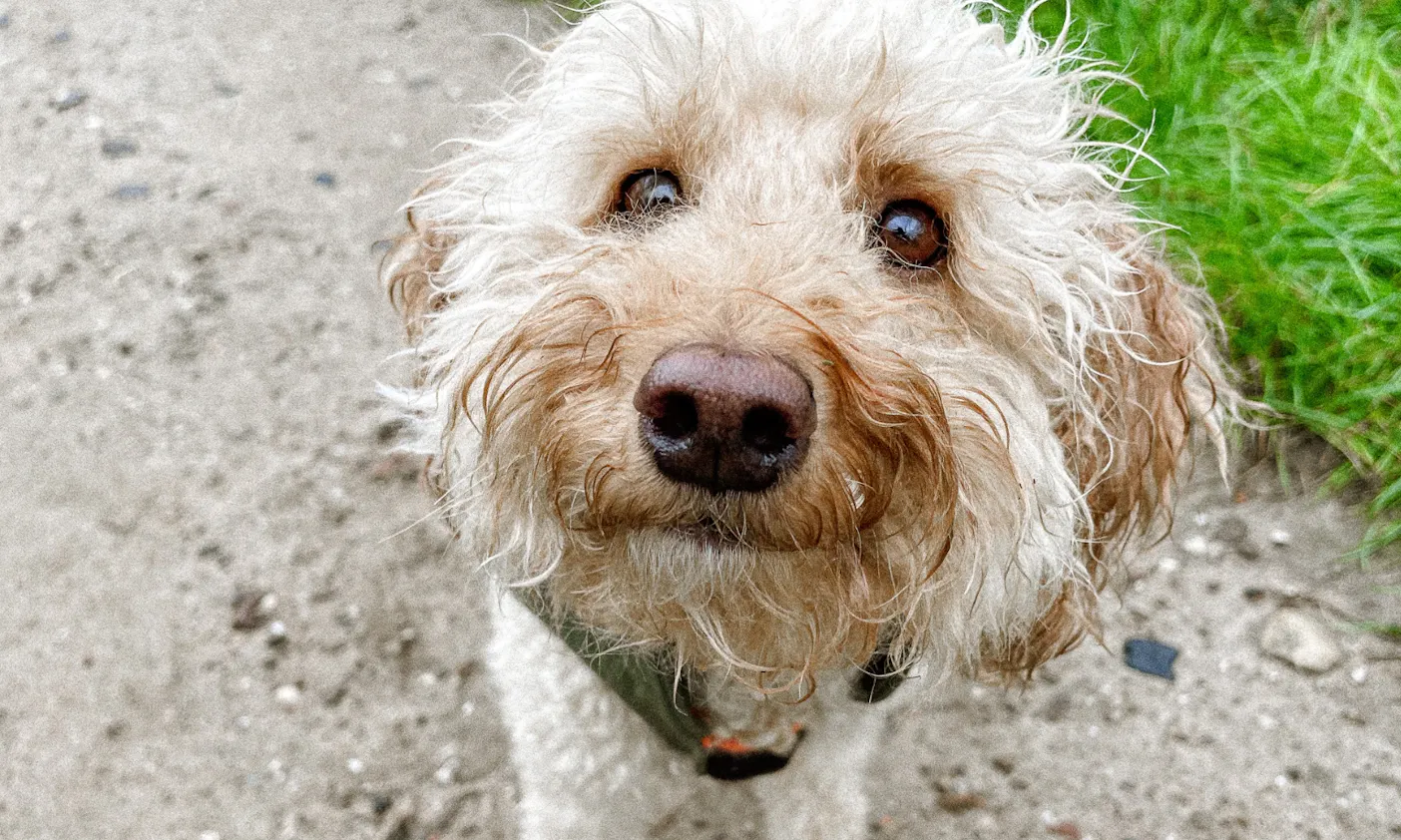 Hundemäntel für Kälte & Regen von Goldhund
